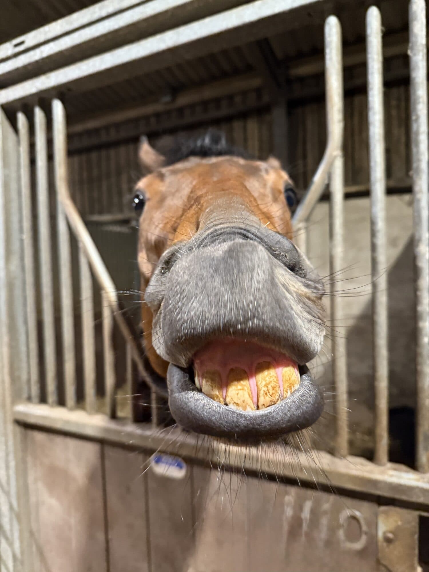 A horse pulling a face through the bars of its stable at Lower Ford