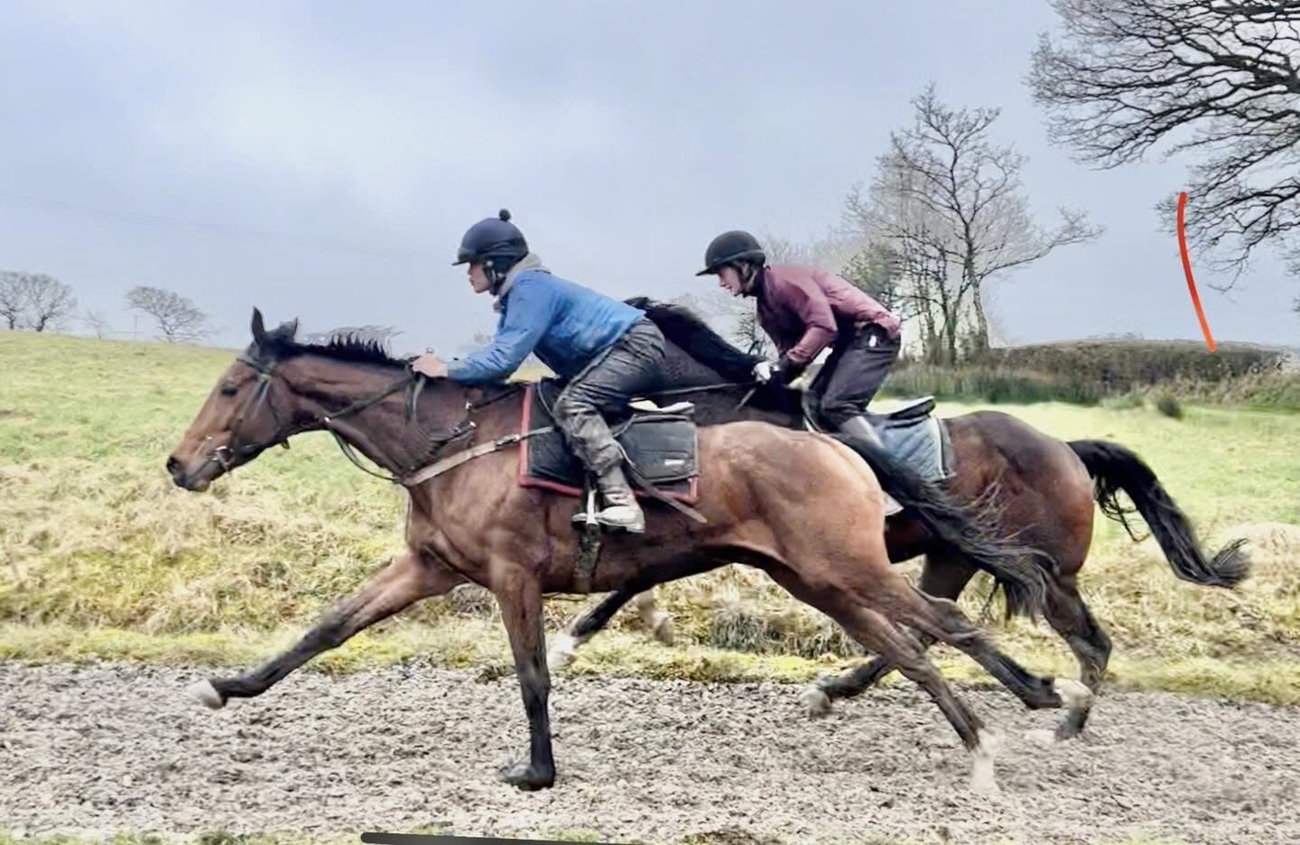 Joe Tickle Racing horses working on the gallops