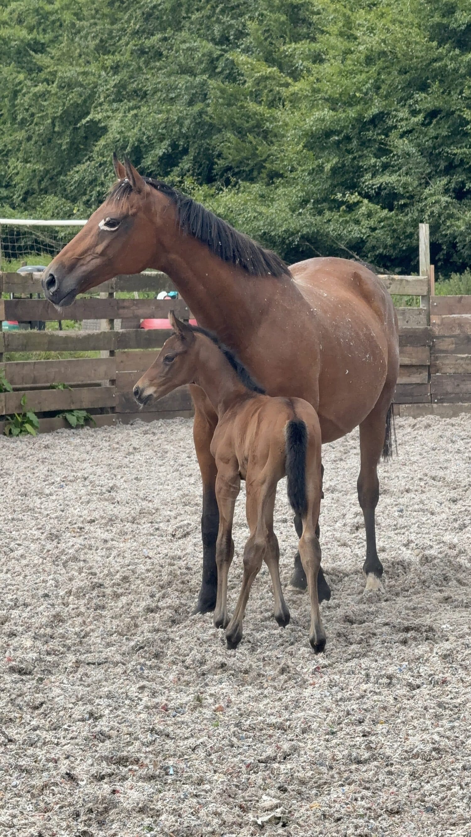 A Joe Tickle Racing mare and foal at Lower Ford